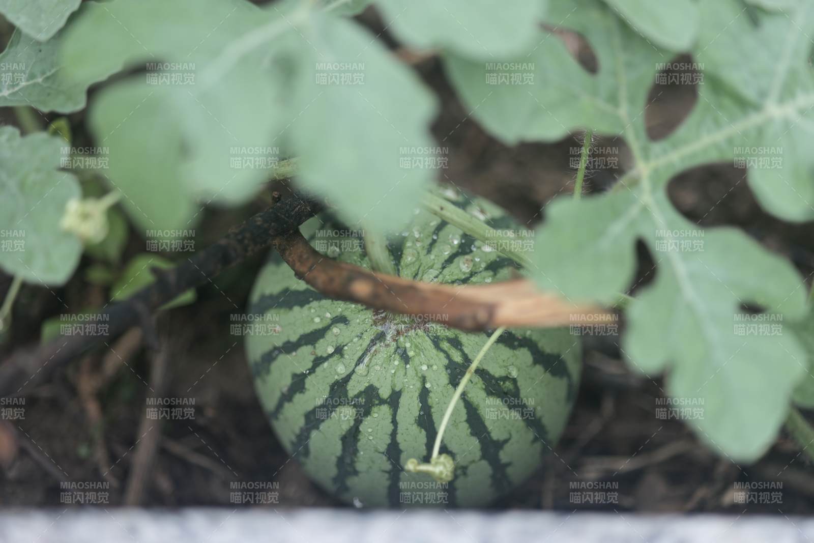 田间西瓜绿意浓图片