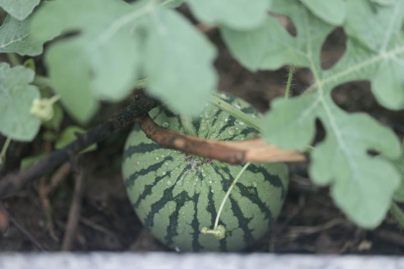 田间西瓜绿意浓图片