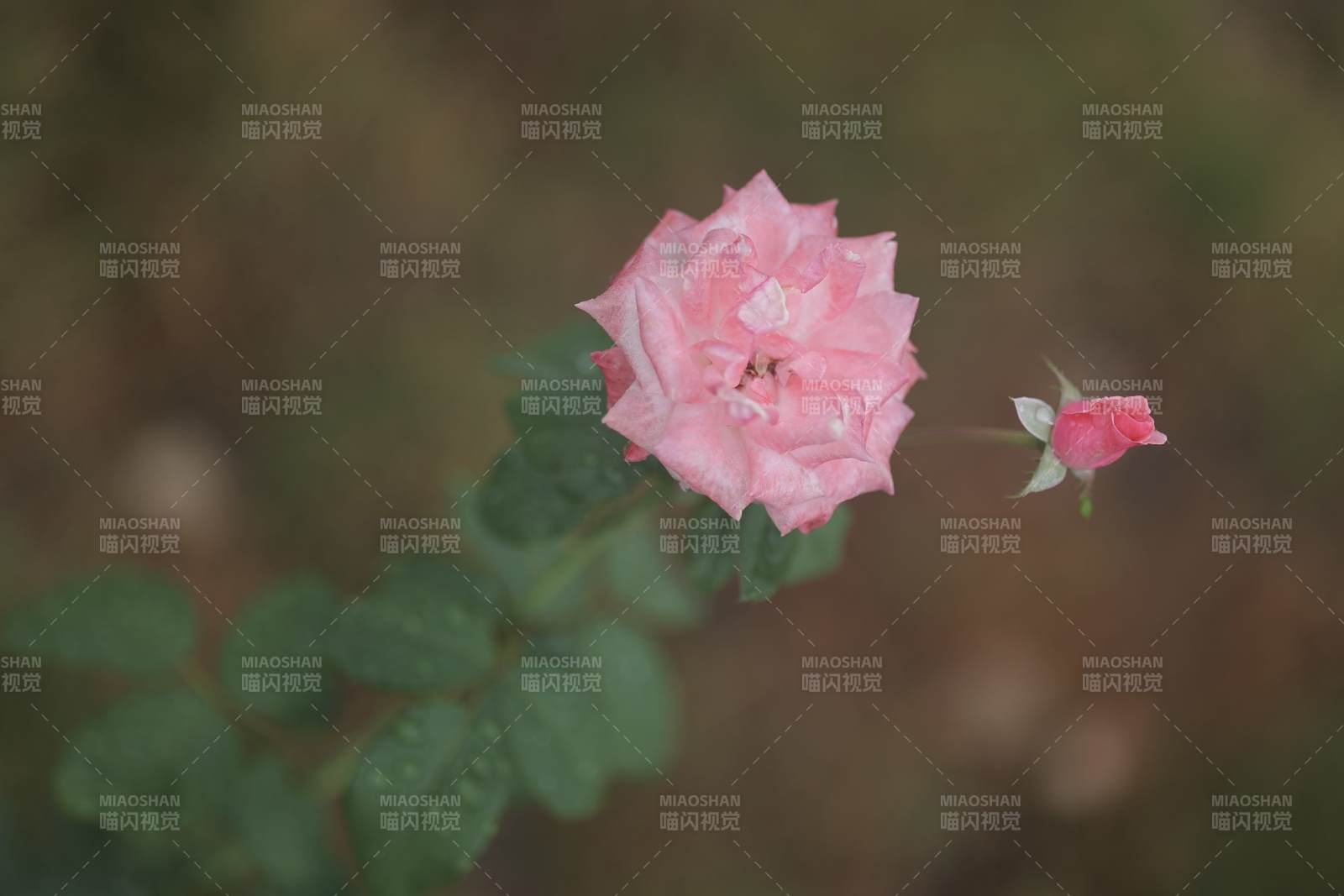 粉色玫瑰与花蕾图片