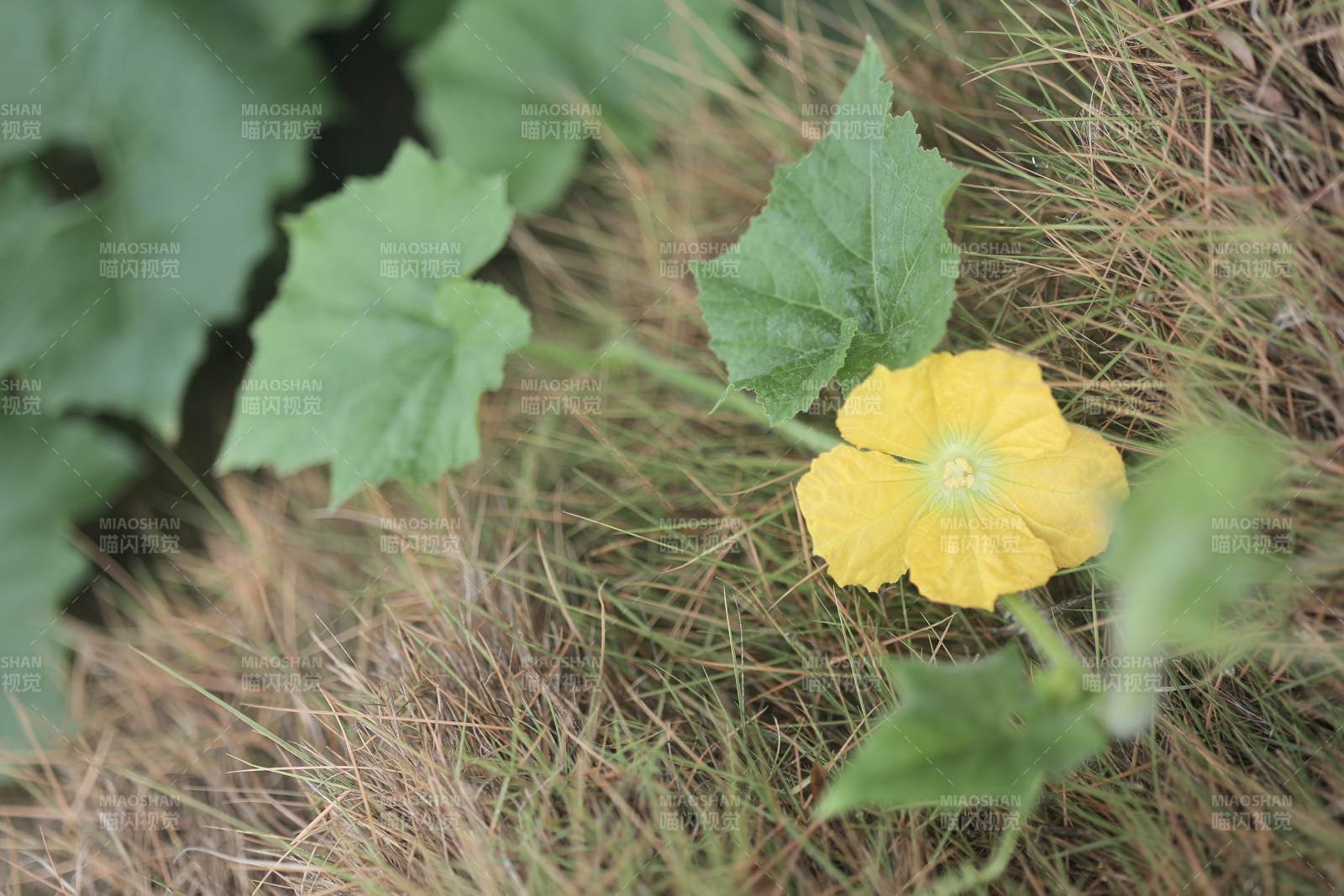 南瓜花与绿叶的自然之美图片
