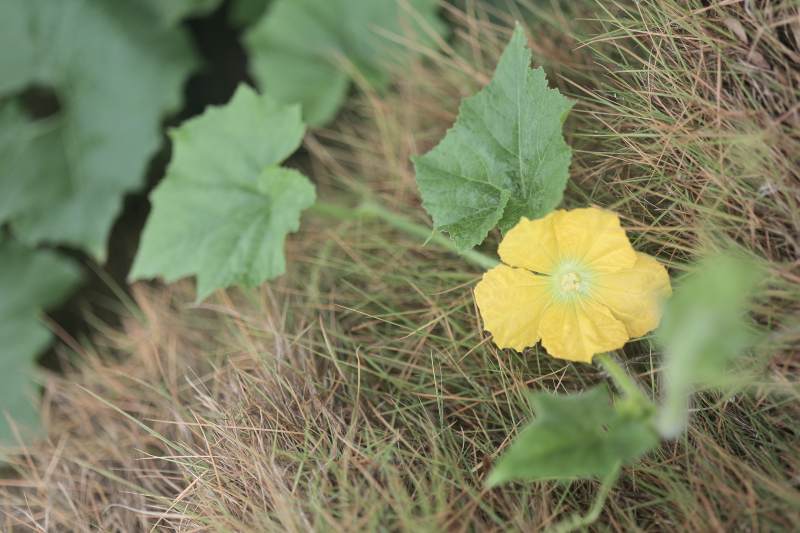 南瓜花与绿叶的自然之美图片