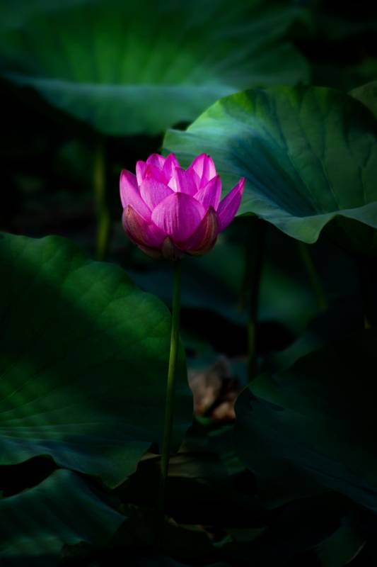 静谧荷塘 粉莲独绽图片