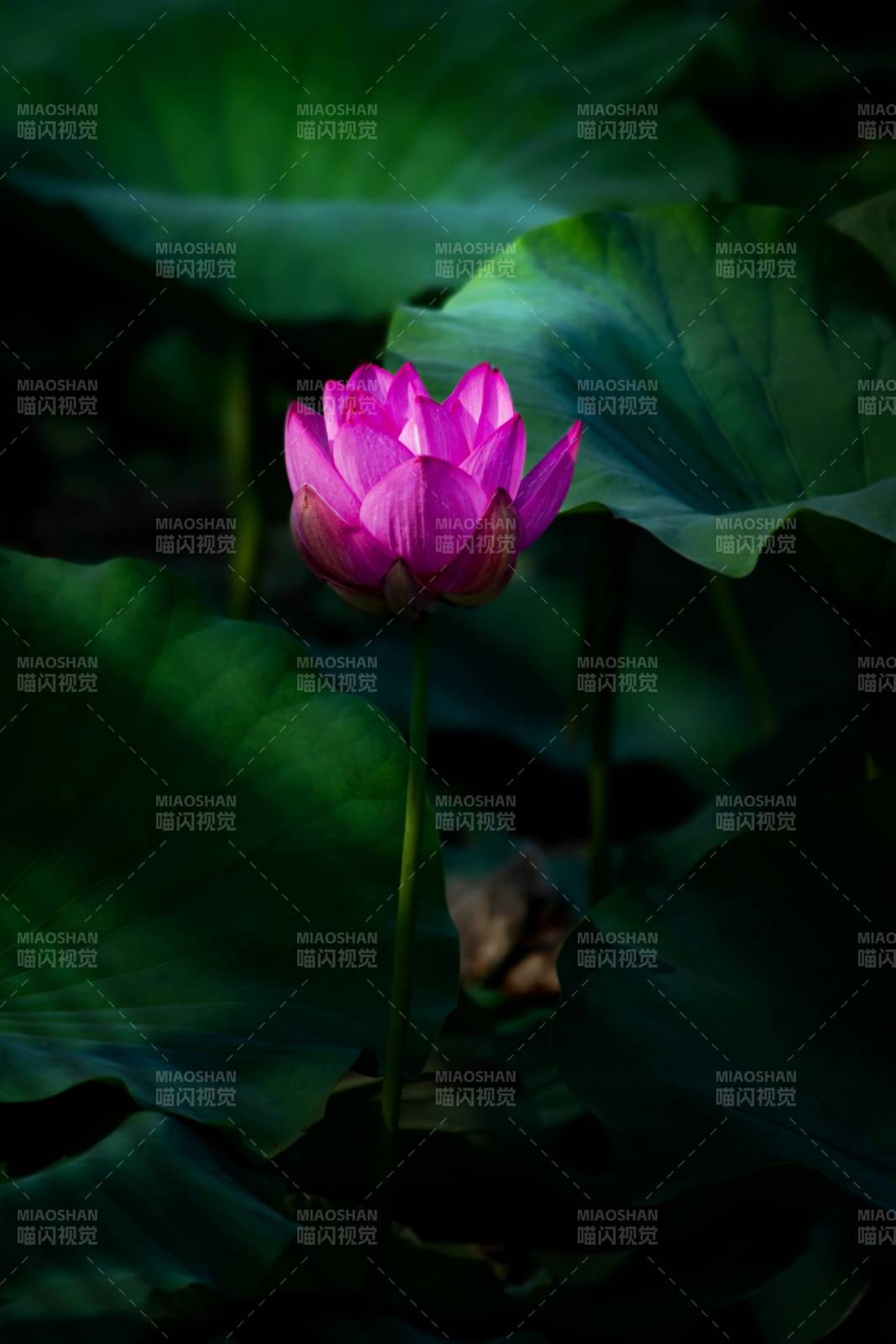 静谧荷塘 粉莲独绽图片