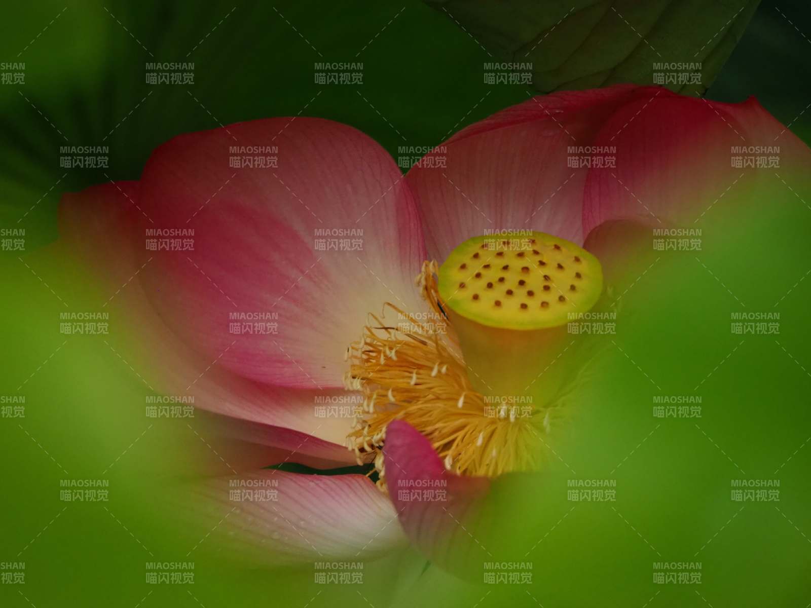 莲花绽放 清新雅致图片