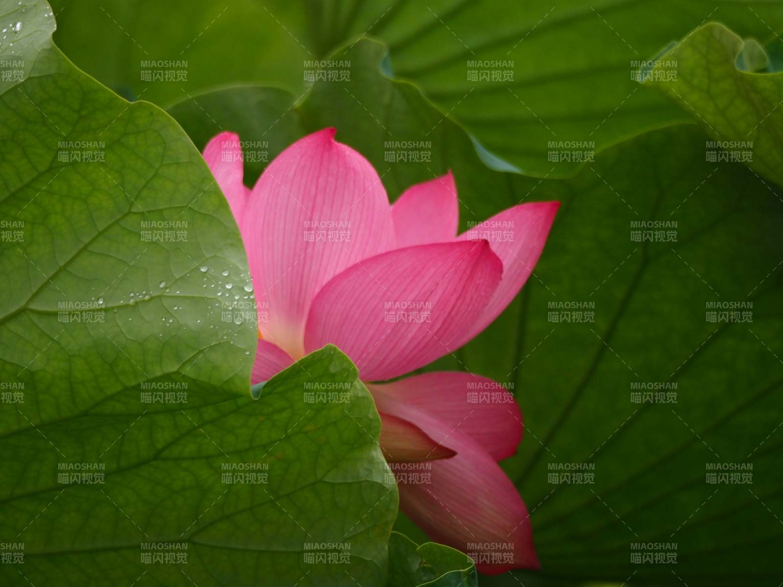 粉红莲花映绿叶图片