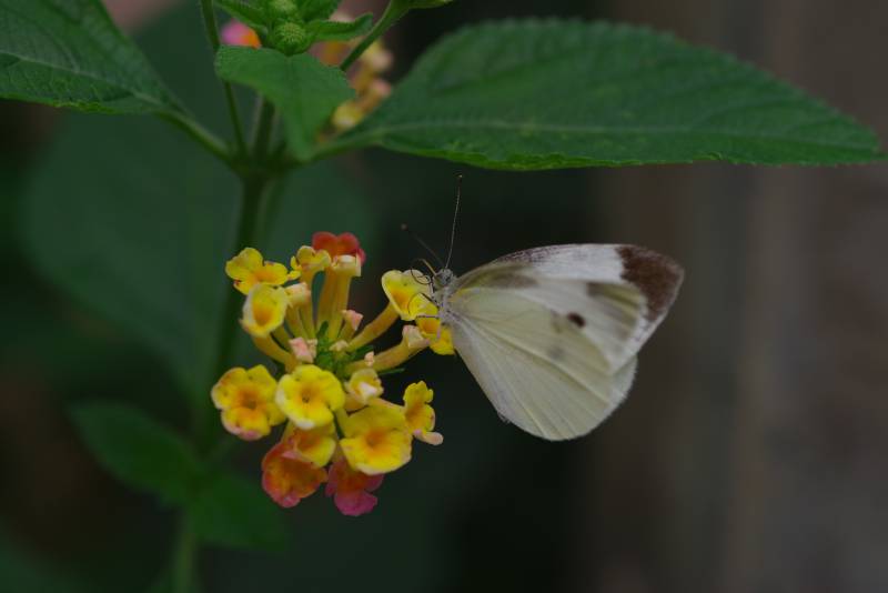 蝴蝶停驻花丛中图片