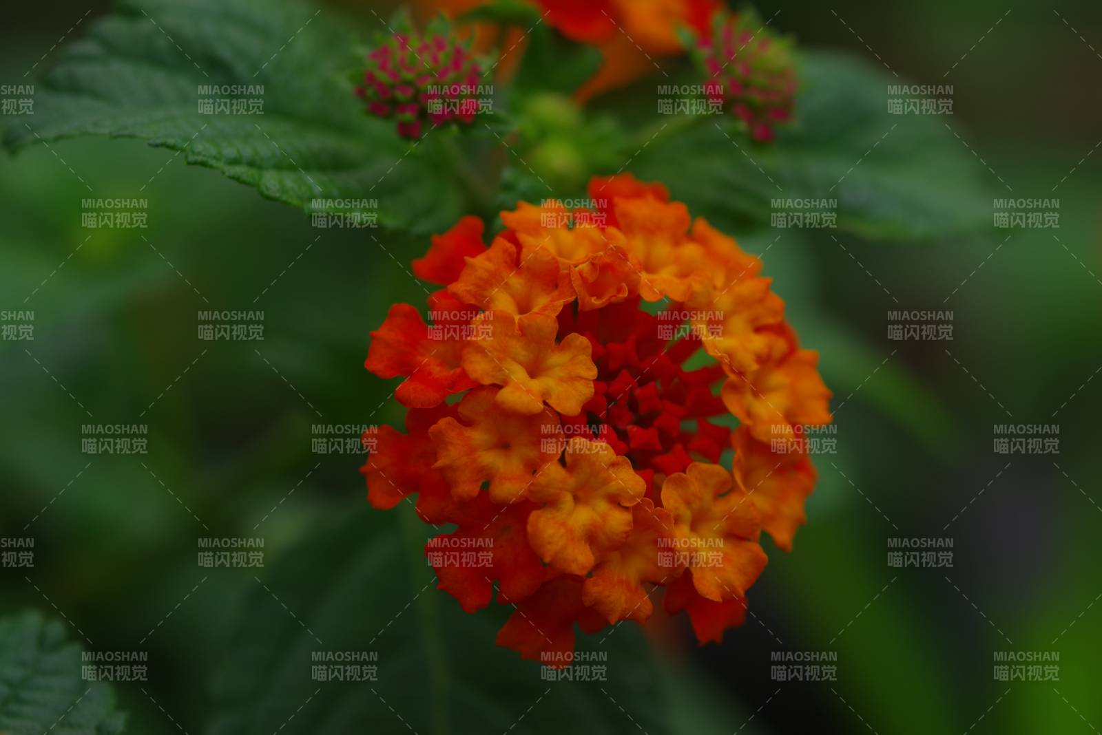 橙红花朵在绿叶中绽放图片