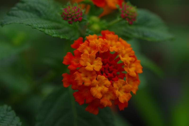 橙红花朵在绿叶中绽放图片