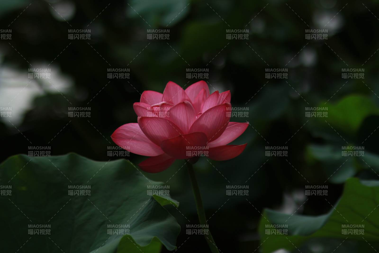 静谧池塘中的莲花绽放图片