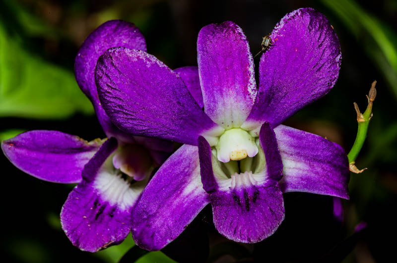 紫色兰花的美丽瞬间图片