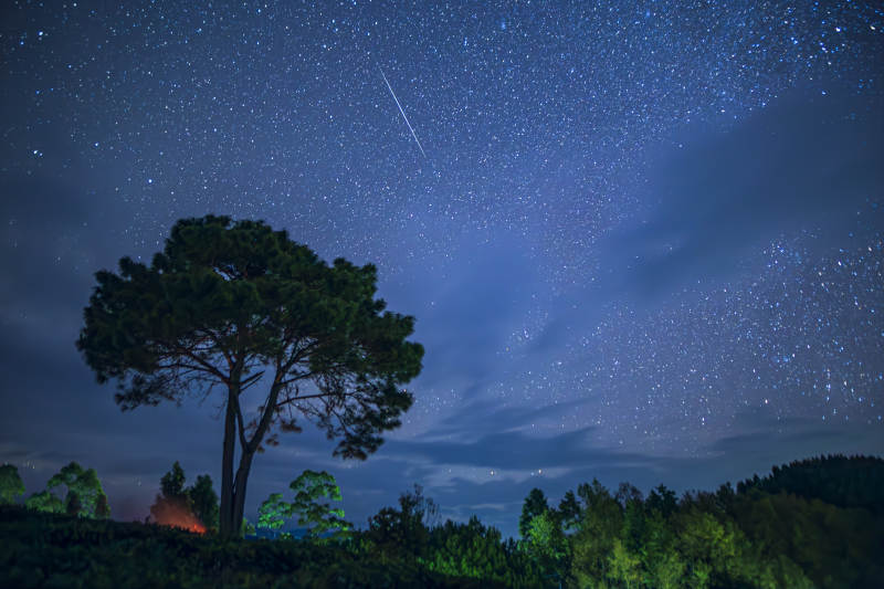夜空流星划过孤树影图片