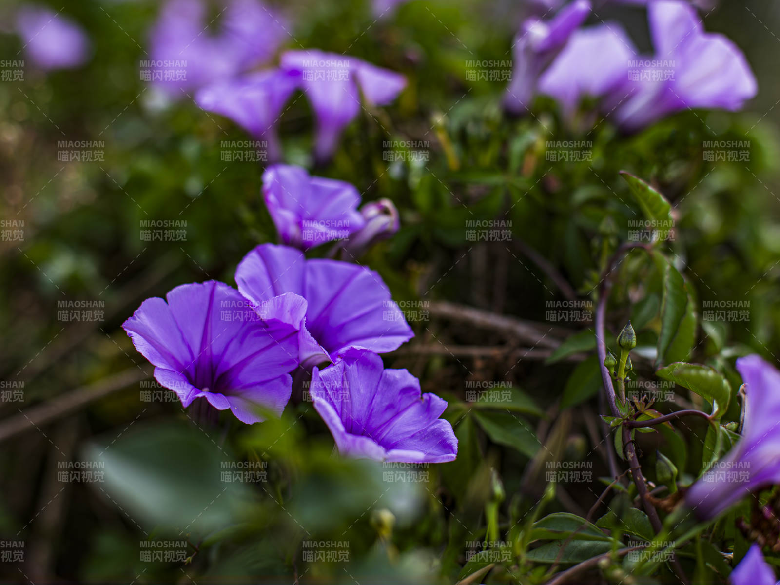 紫色牵牛花绽放于绿叶间图片