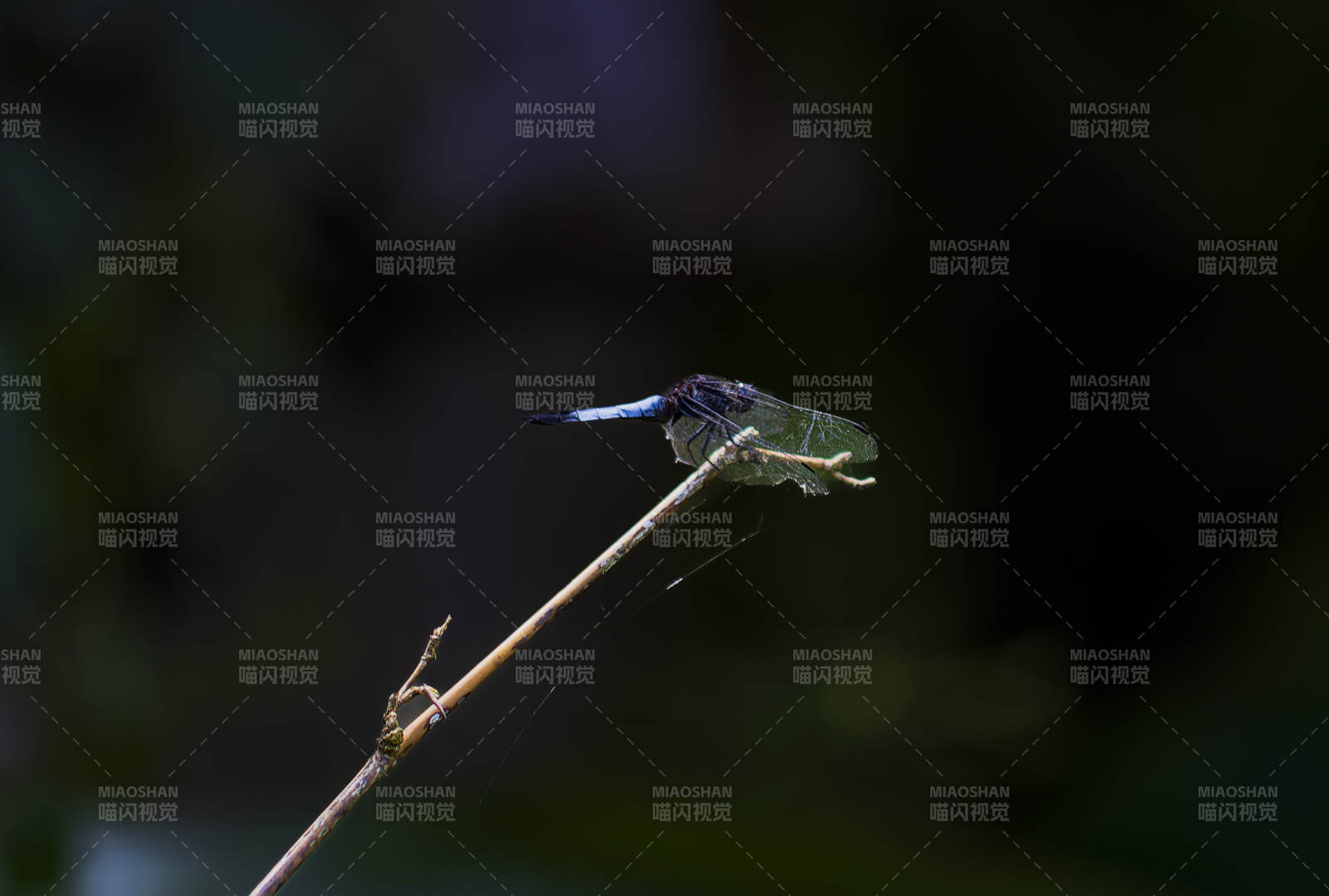 静栖枝头的蓝蜻蜓图片