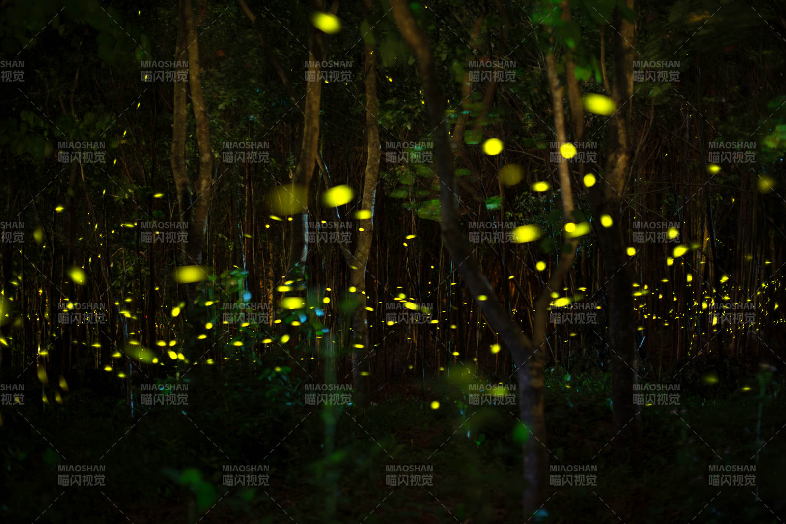 萤火虫森林夜景图片