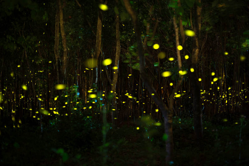 萤火虫森林夜景图片