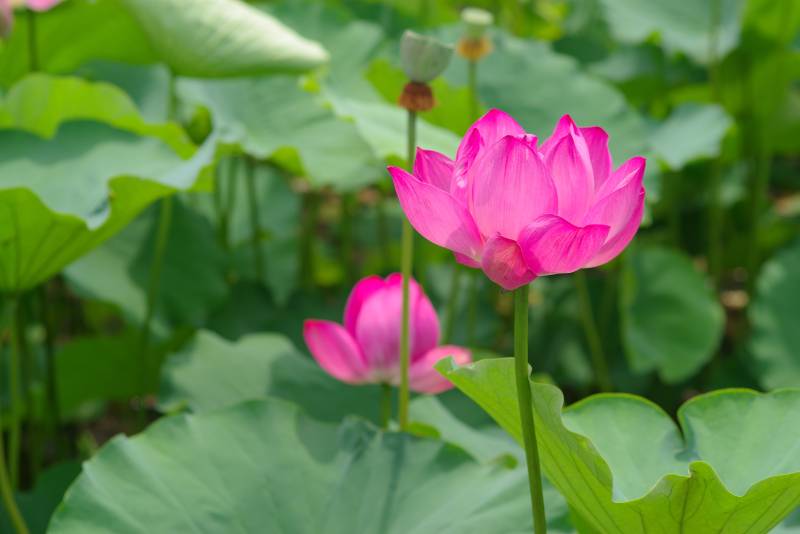池塘中的粉色莲花盛开图片