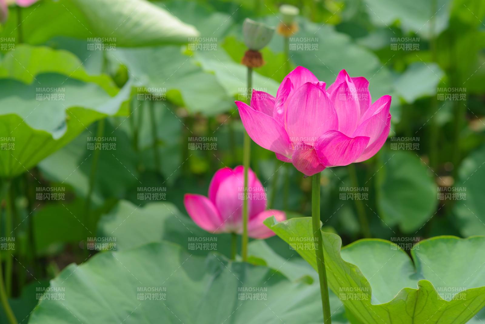 池塘中的粉色莲花盛开图片