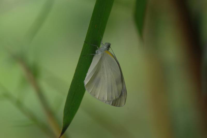 绿叶上的白色蝴蝶图片