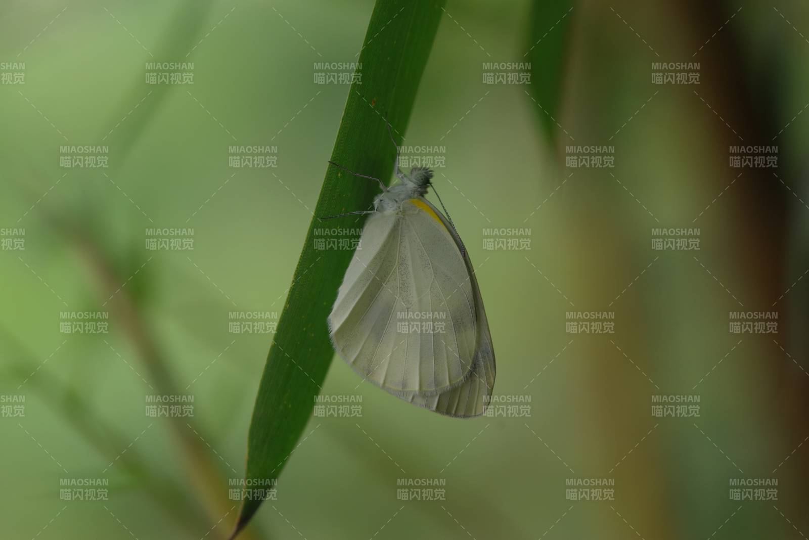 绿叶上的白色蝴蝶图片