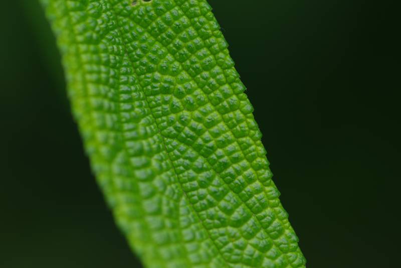 绿叶纹理特写图片