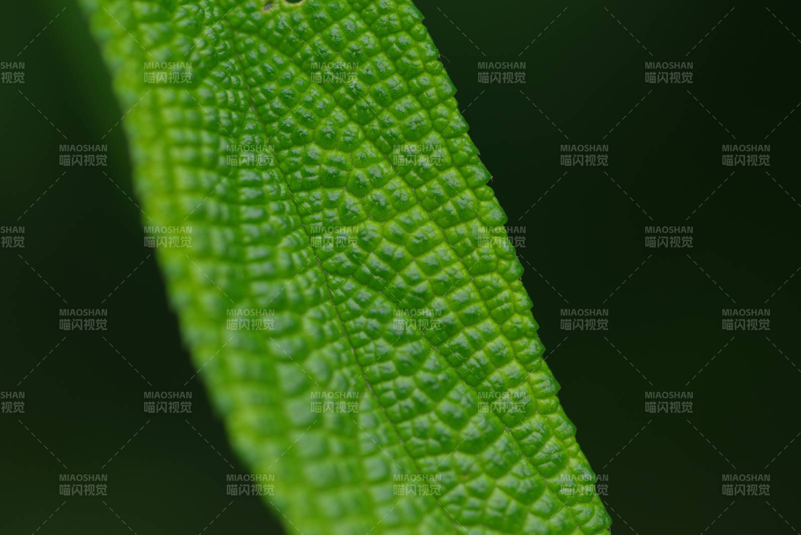 绿叶纹理特写图片