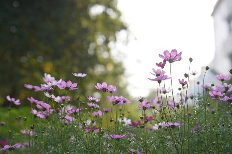 秋日花园里的粉色花朵图片