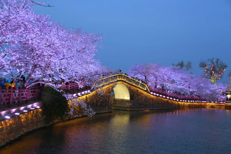 无锡鼋头渚夜樱图片