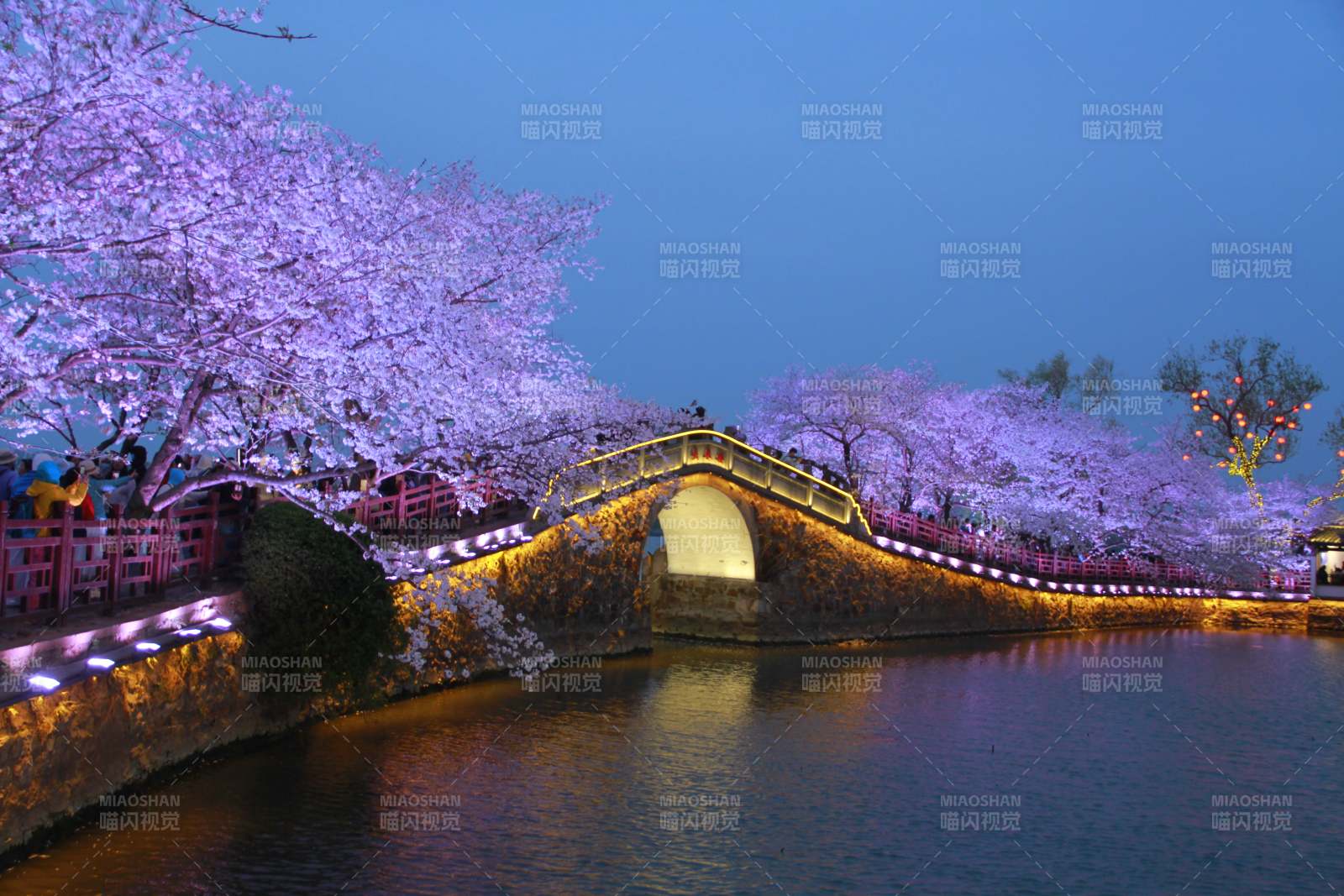 无锡鼋头渚夜樱图片