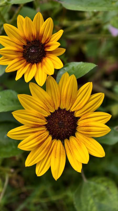 两朵明亮的黄色花朵图片