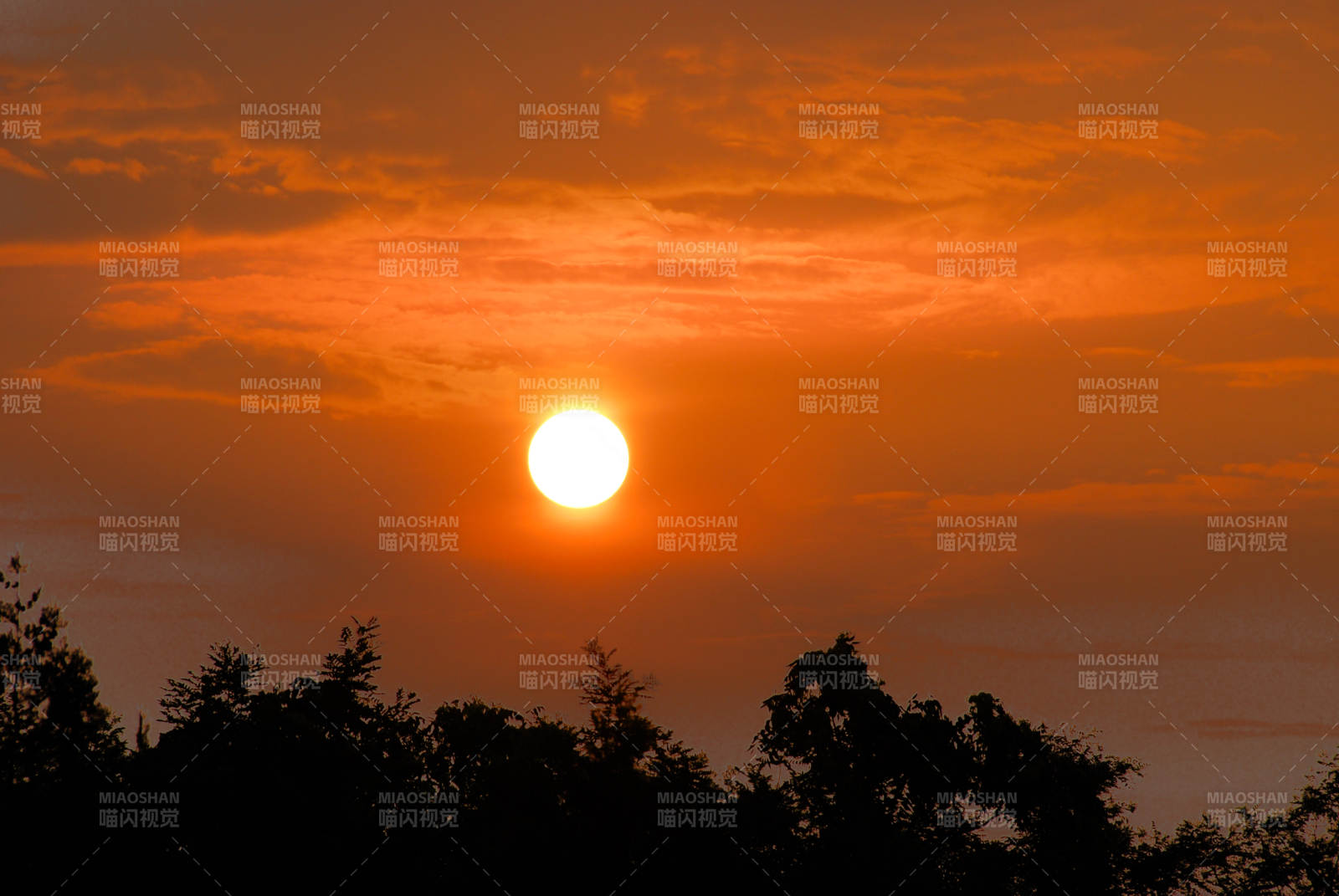 夕阳西下 树影剪影图片