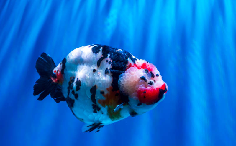 色彩斑斓的金鱼游动图片