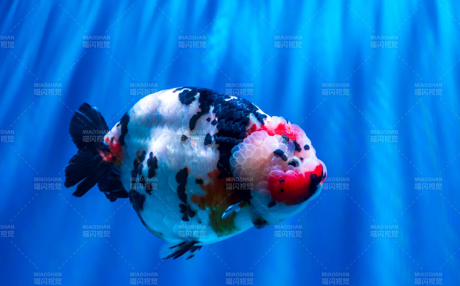 色彩斑斓的金鱼游动图片