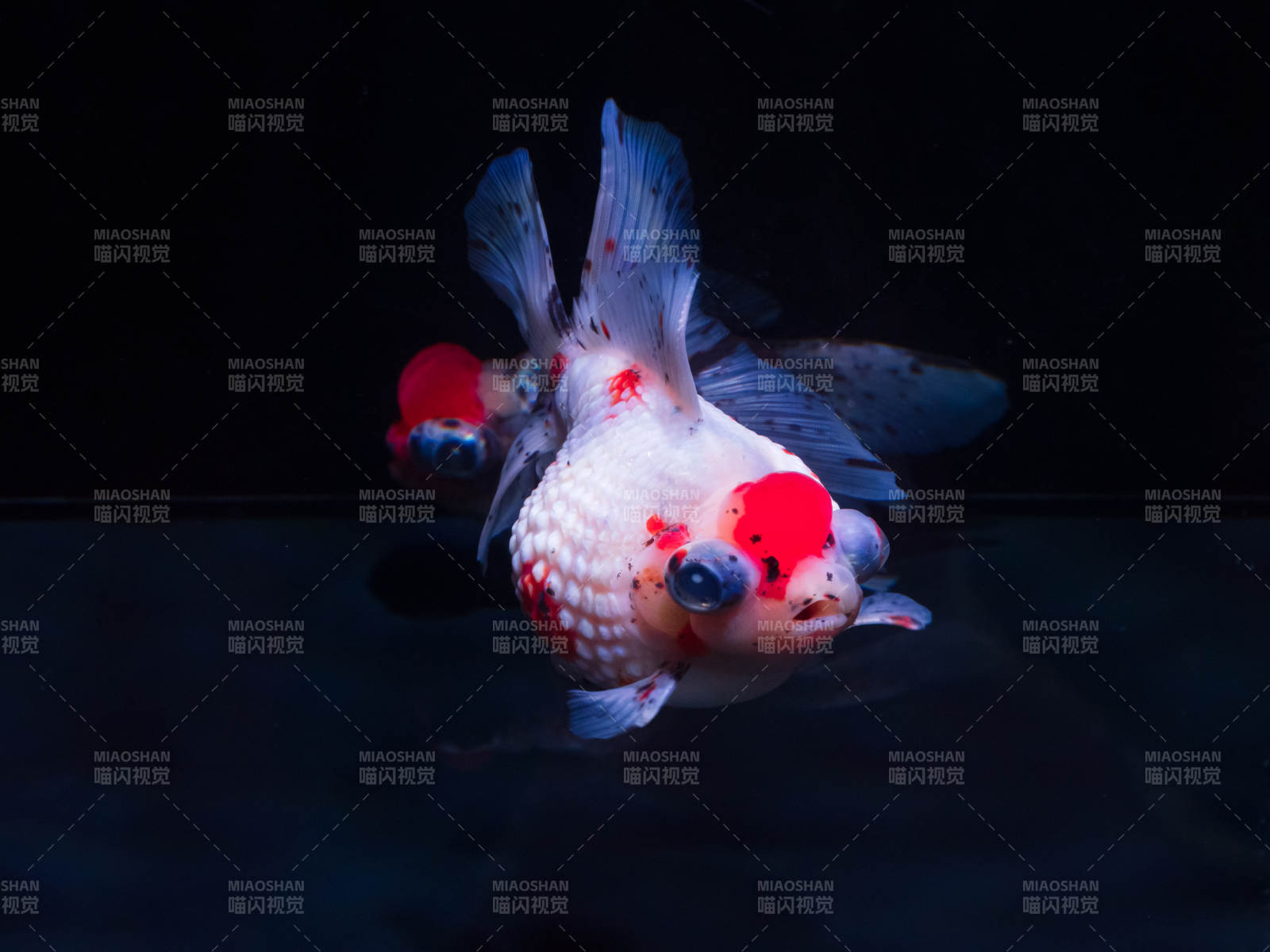 红白锦鲤水中游图片