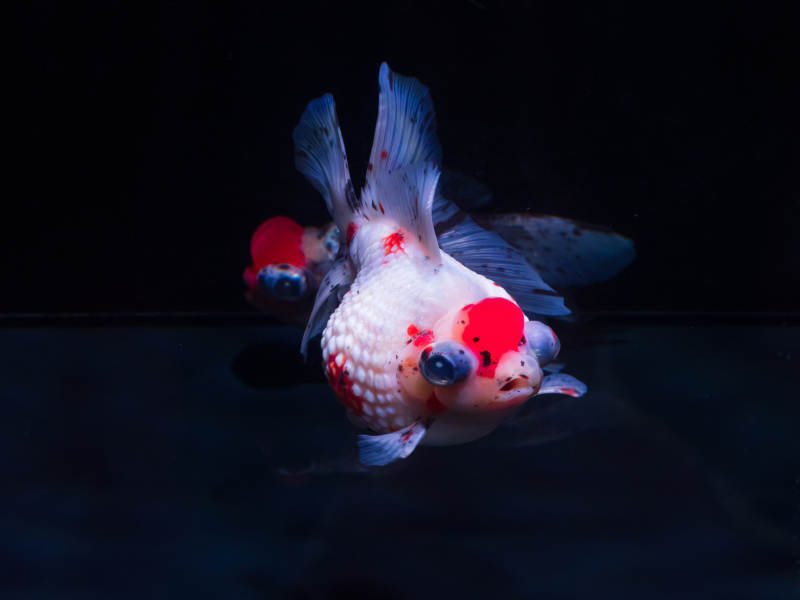 红白锦鲤水中游图片