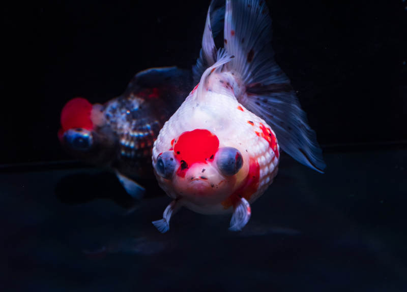 红白锦鲤水中游图片