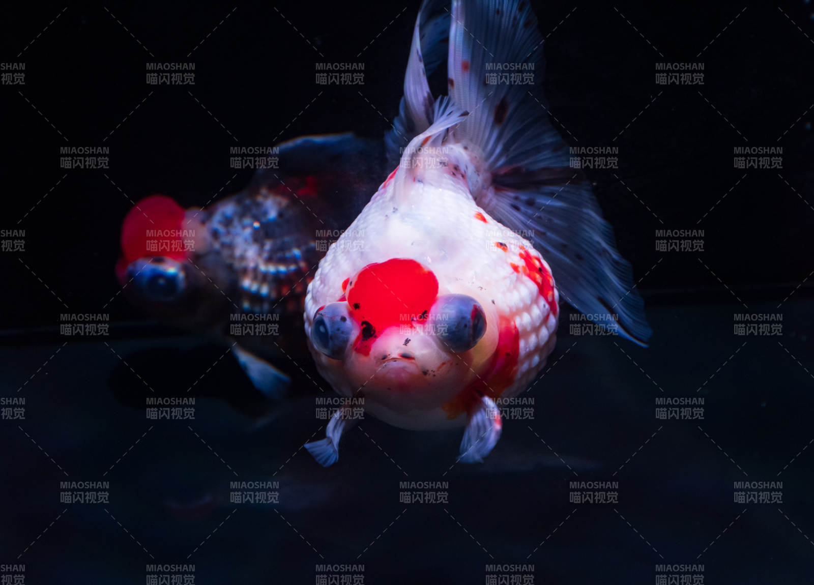 红白锦鲤水中游图片