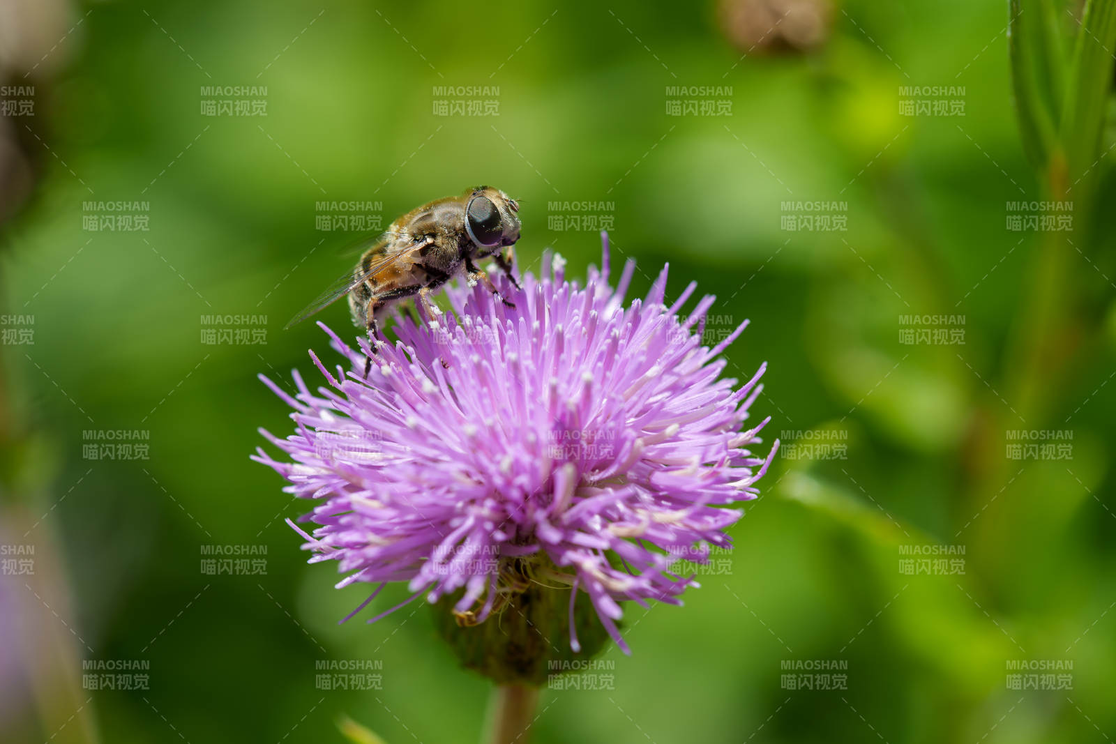 蜜蜂采蜜在紫色花上图片