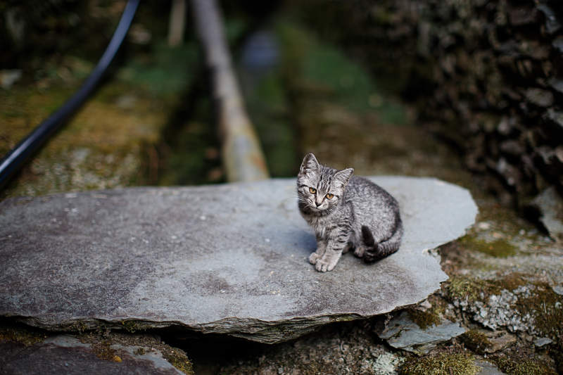 石板上的小猫图片