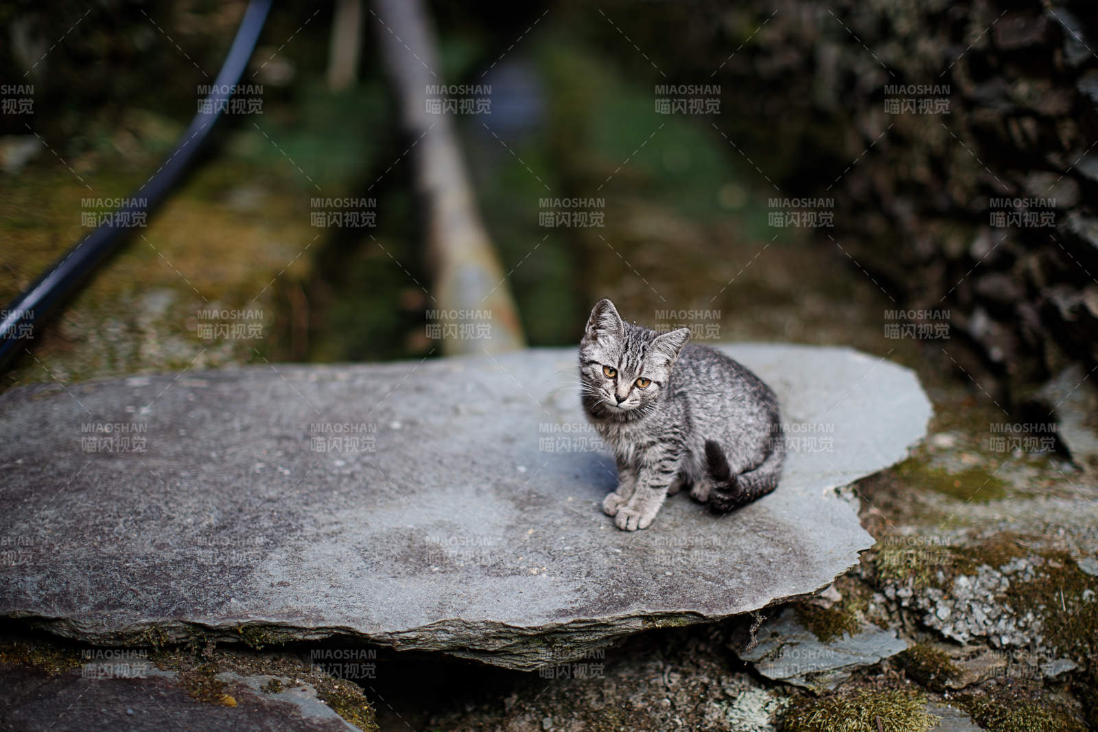 石板上的小猫图片