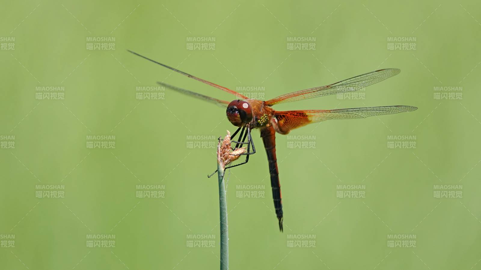 橙色蜻蜓栖息枝头图片