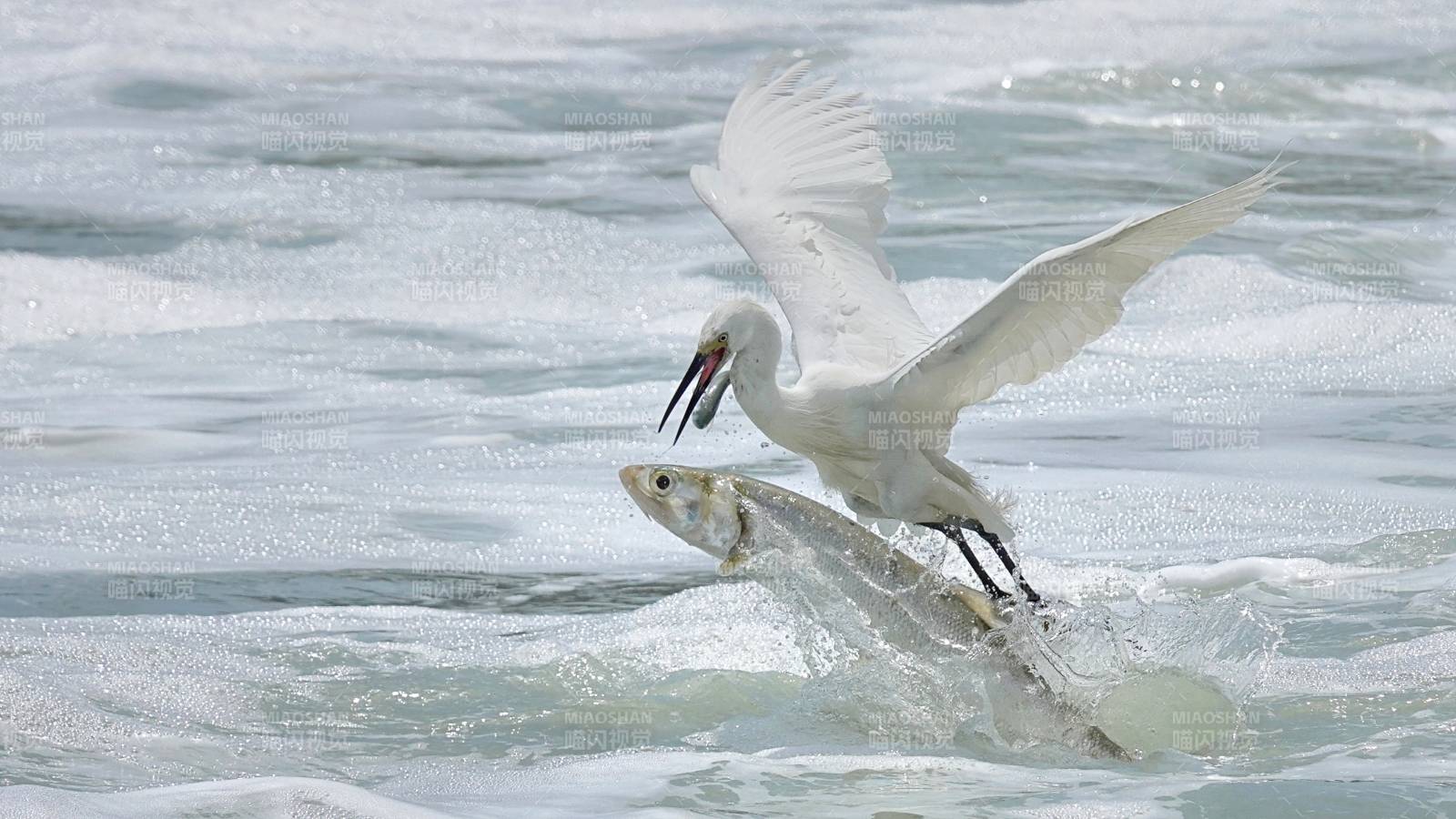 白鹭捕鱼 瞬间定格图片