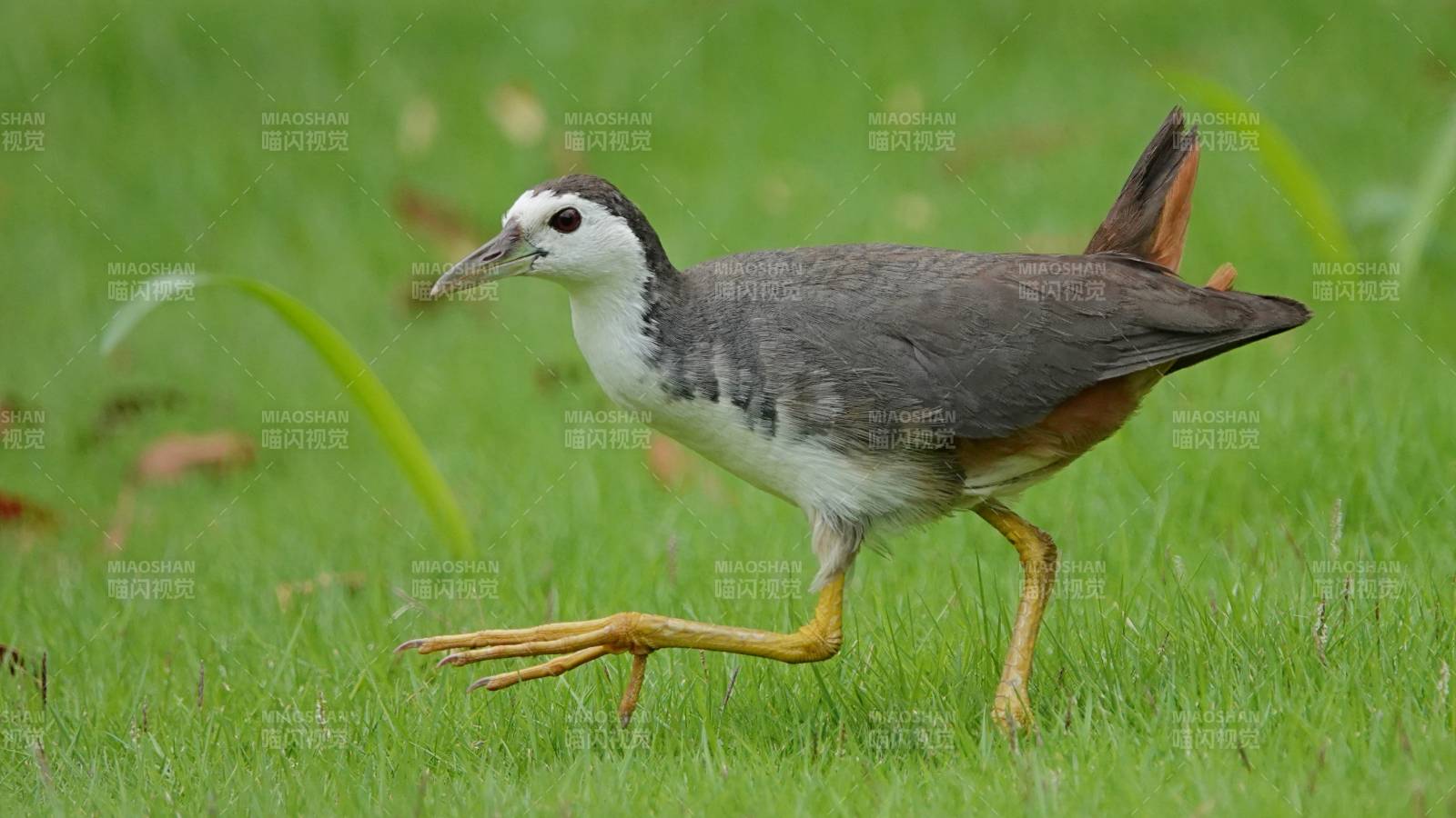 白胸苦恶鸟在草地上行走图片