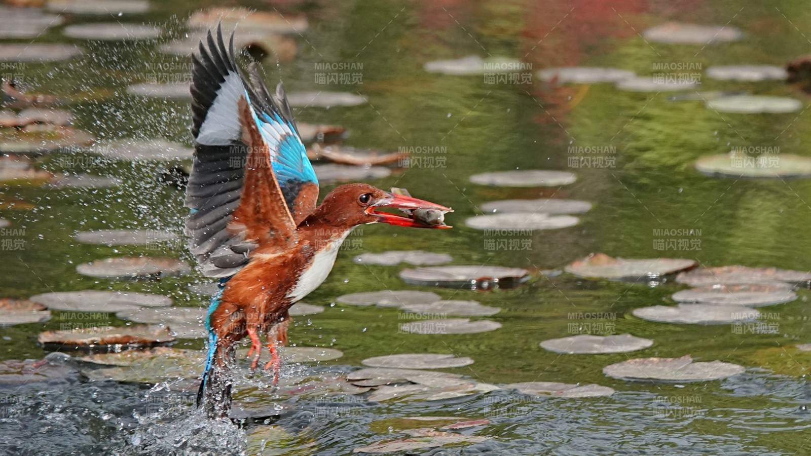 翠鸟捕食瞬间图片
