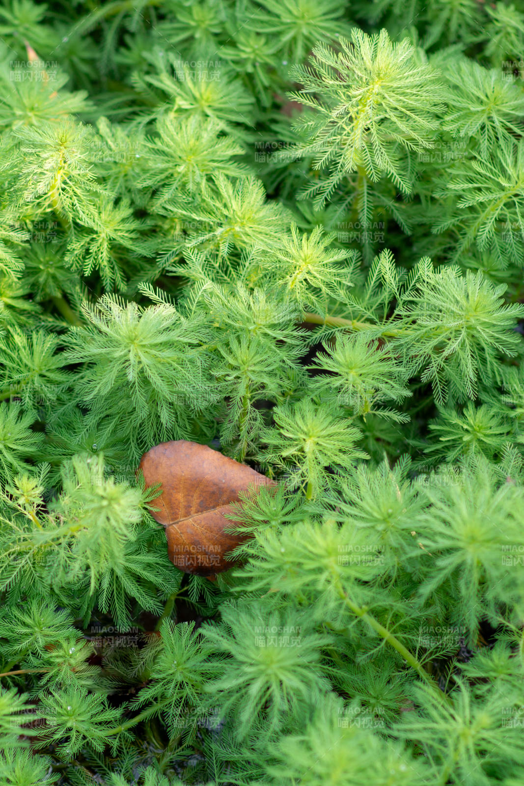 绿植丛中的落叶静谧图片