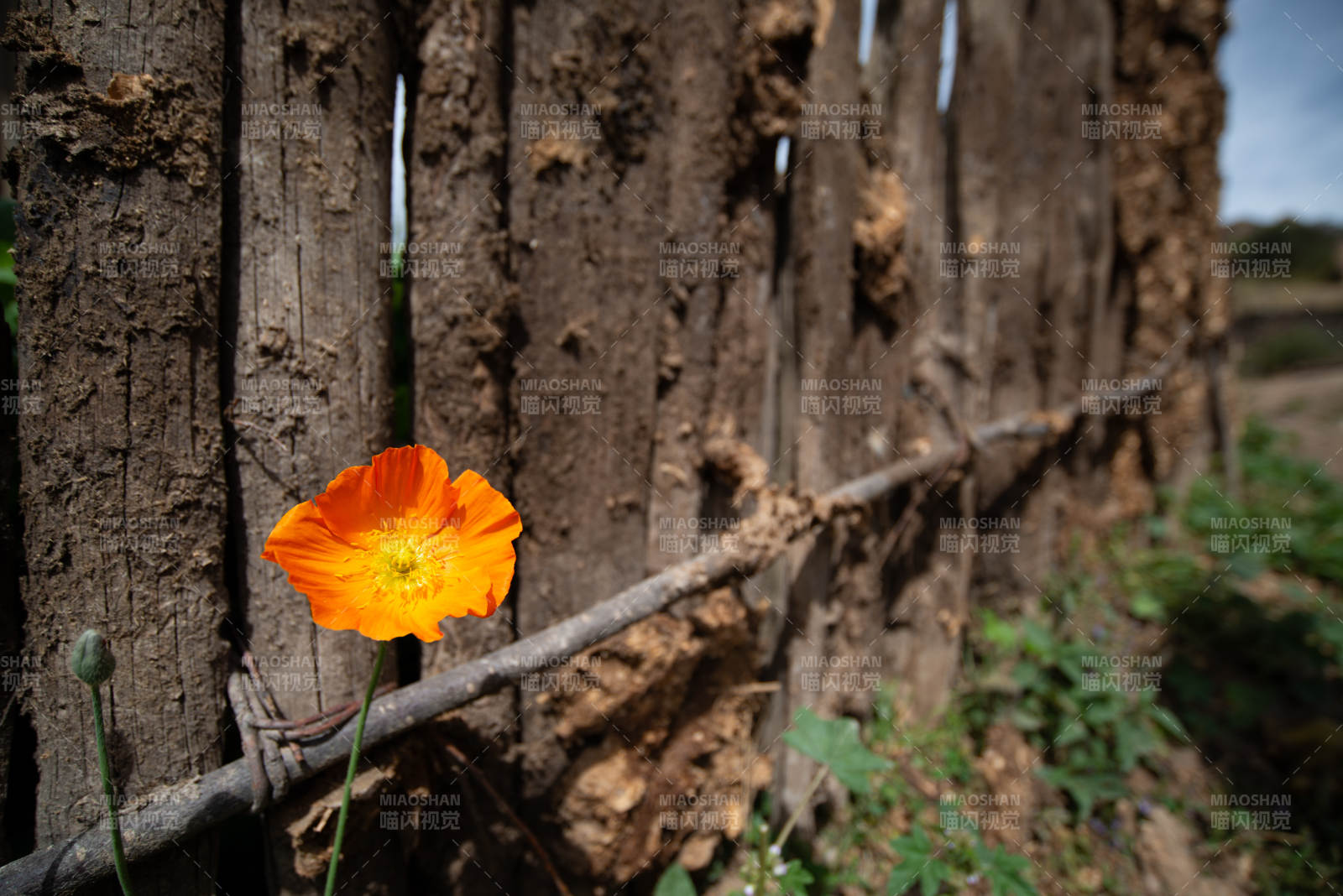 橙花倚旧木 静谧自然景图片