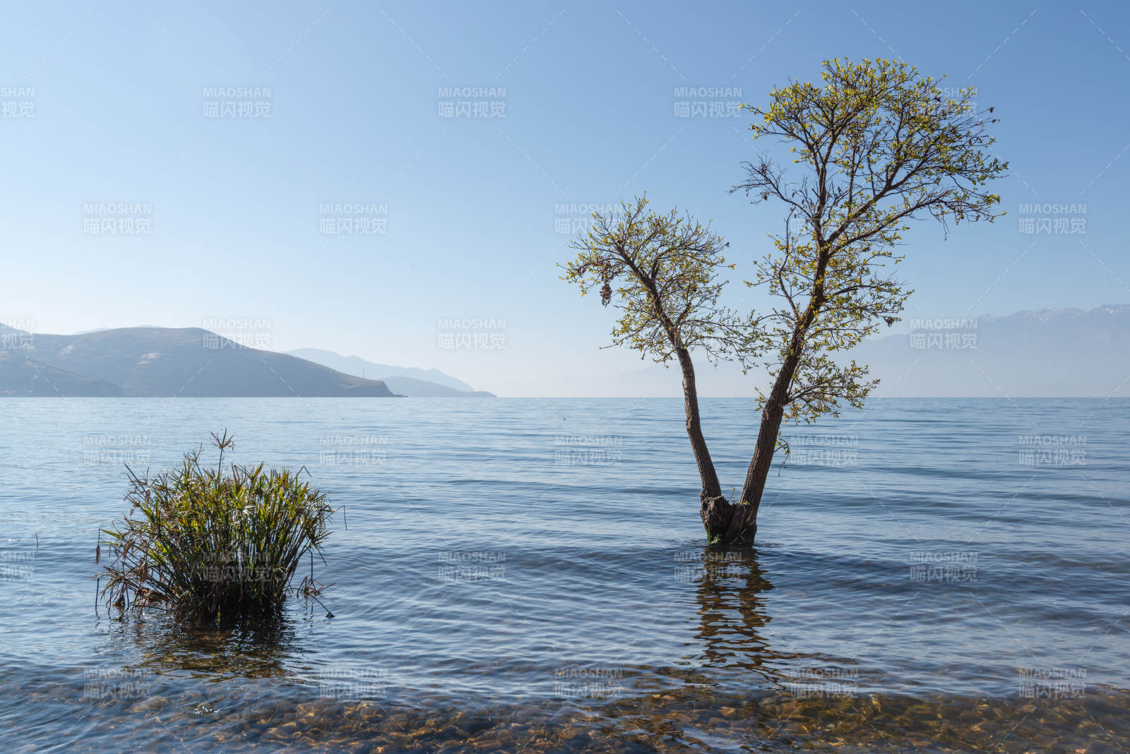 云南洱海中孤树映蓝天图片