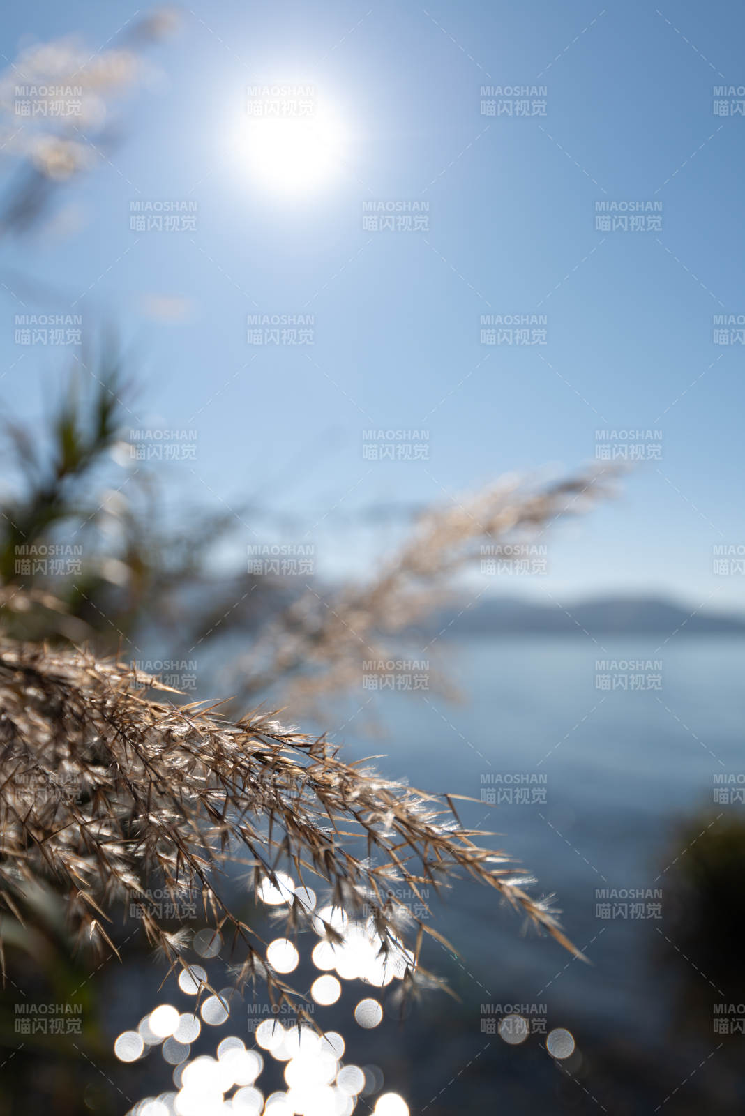 阳光下的芦苇与湖光图片