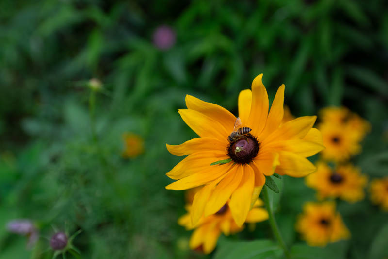 蜜蜂采蜜向日葵花间图片