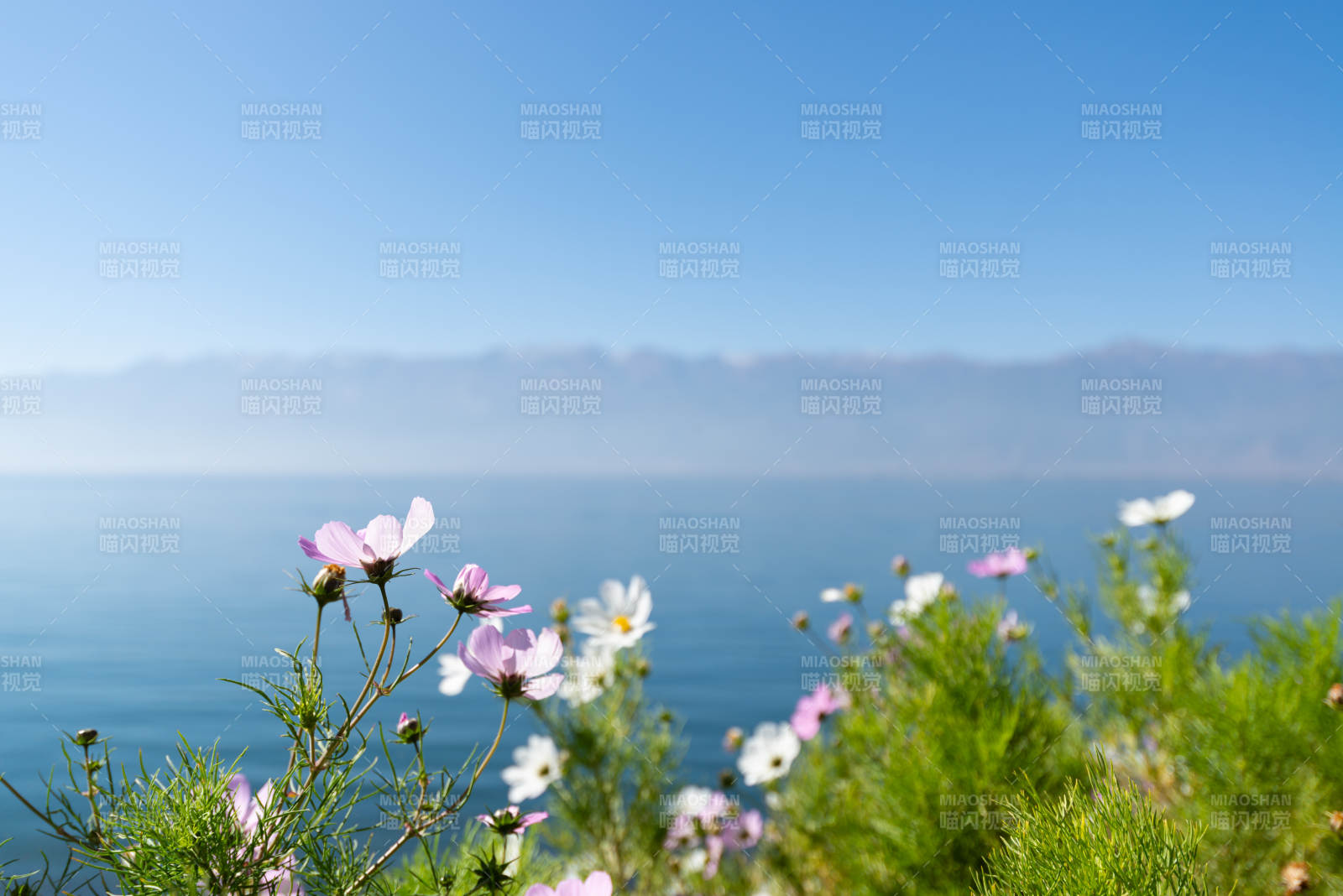 海边花丛 蓝天碧海图片