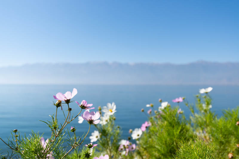 海边花丛 蓝天碧海图片